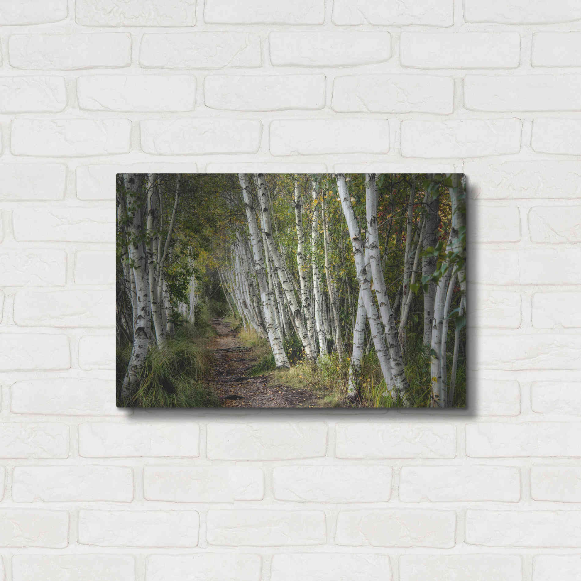 Luxe Metal Art 'A Walk Through the Birch Trees' by Danny Head, Metal Wall Art,24x16