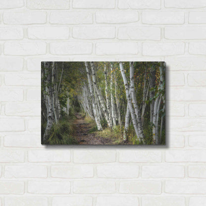 Luxe Metal Art 'A Walk Through the Birch Trees' by Danny Head, Metal Wall Art,24x16