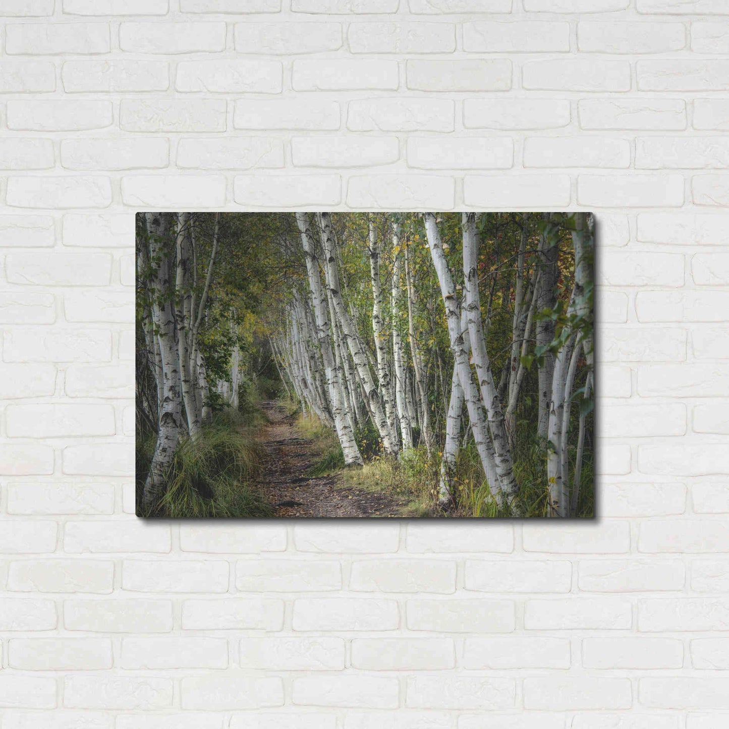 Luxe Metal Art 'A Walk Through the Birch Trees' by Danny Head, Metal Wall Art,36x24