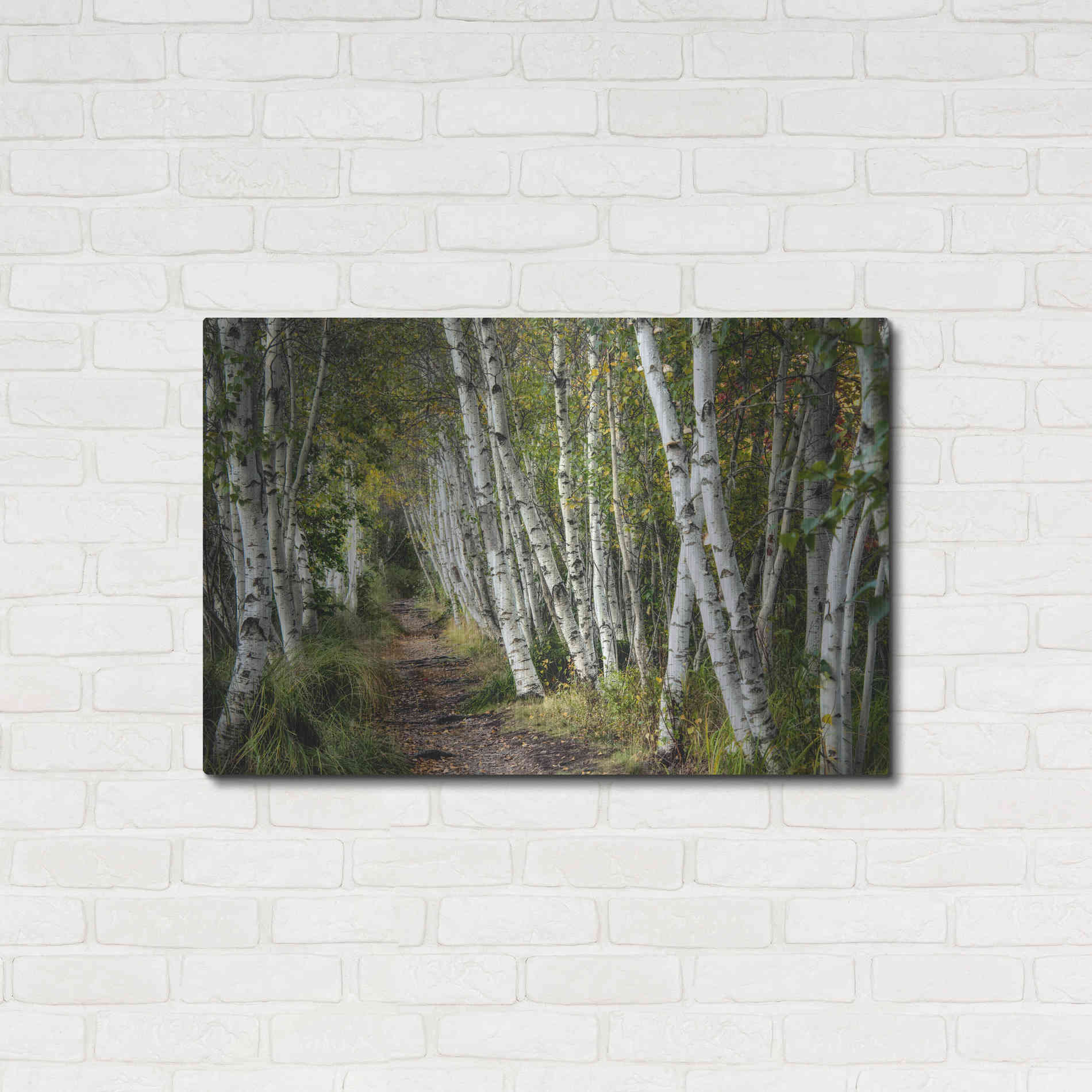 Luxe Metal Art 'A Walk Through the Birch Trees' by Danny Head, Metal Wall Art,36x24