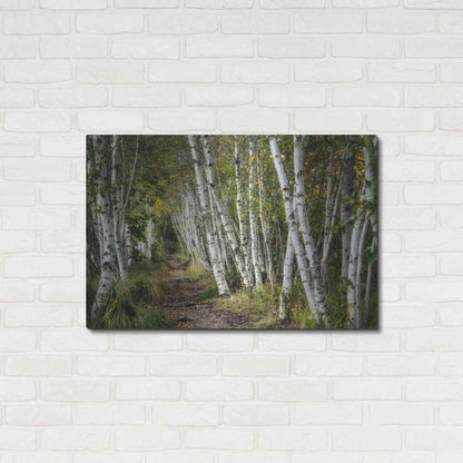 Luxe Metal Art 'A Walk Through the Birch Trees' by Danny Head, Metal Wall Art,36x24