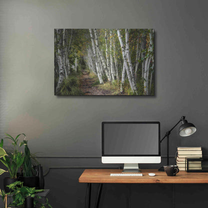 Luxe Metal Art 'A Walk Through the Birch Trees' by Danny Head, Metal Wall Art,36x24