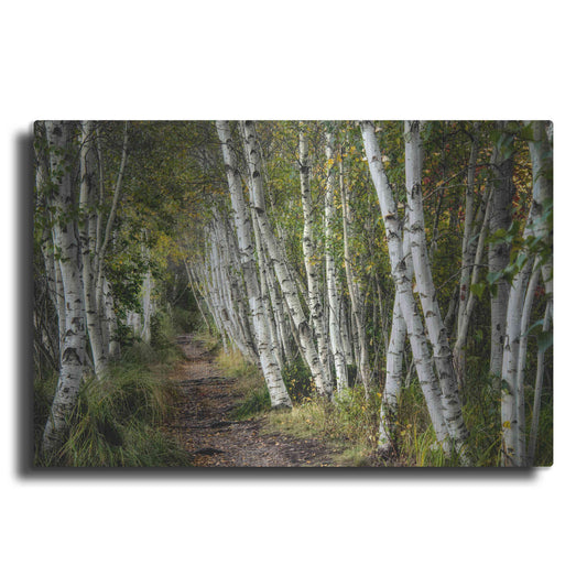 Luxe Metal Art 'A Walk Through the Birch Trees' by Danny Head, Metal Wall Art