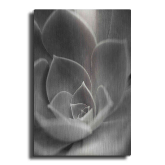 Luxe Metal Art 'Florison 25' by Alan Blaustein Metal Wall Art