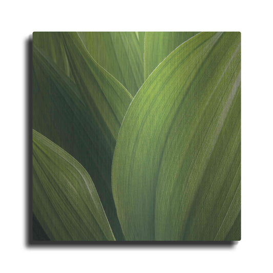 Luxe Metal Art 'Corn Lily' by Jan Bell Metal Wall Art