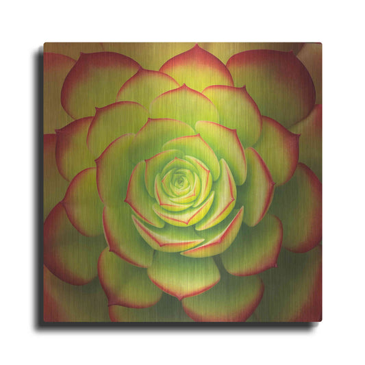 Luxe Metal Art 'Fiery Succulent' by Jan Bell Metal Wall Art