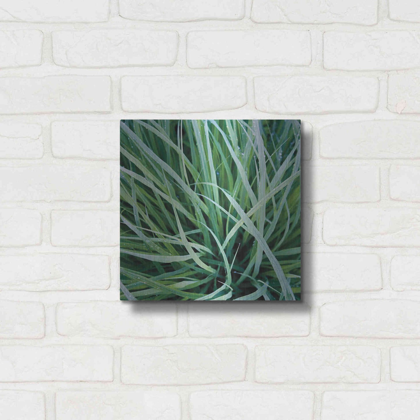 Luxe Metal Art 'Grass with Morning Dew' by Jan Bell Metal Wall Art,12x12