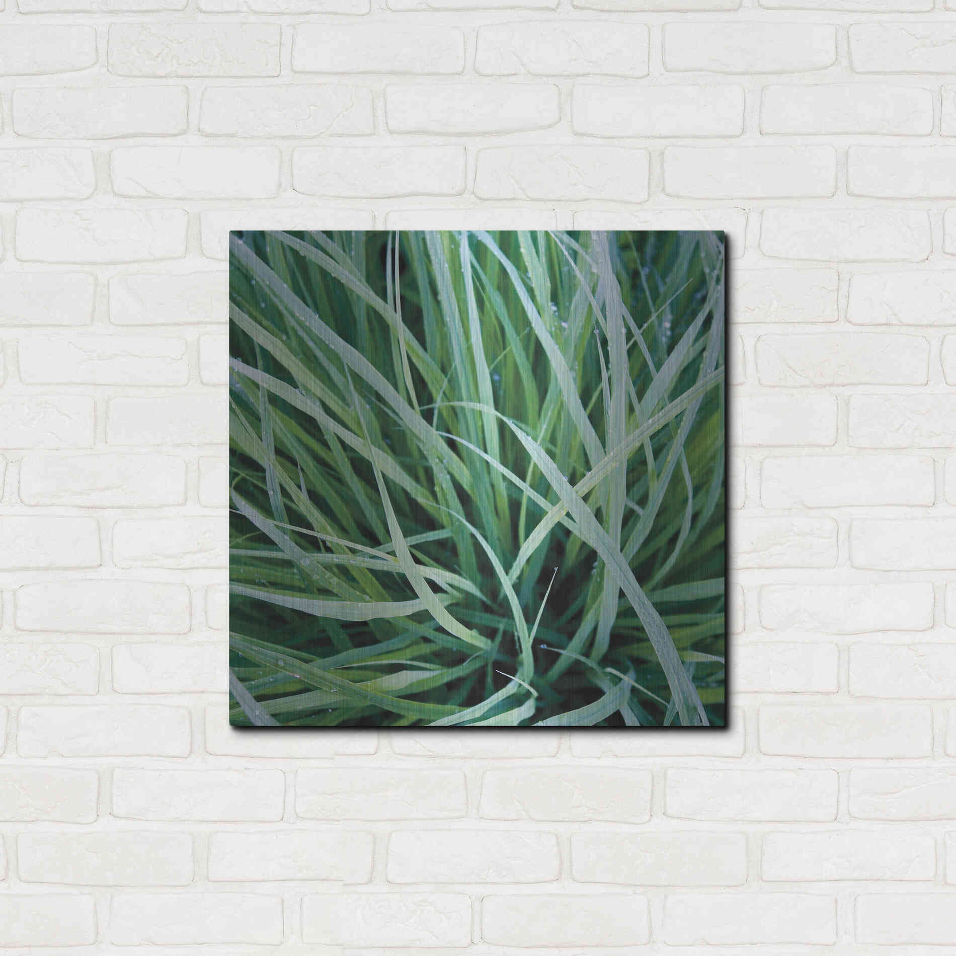 Luxe Metal Art 'Grass with Morning Dew' by Jan Bell Metal Wall Art,24x24