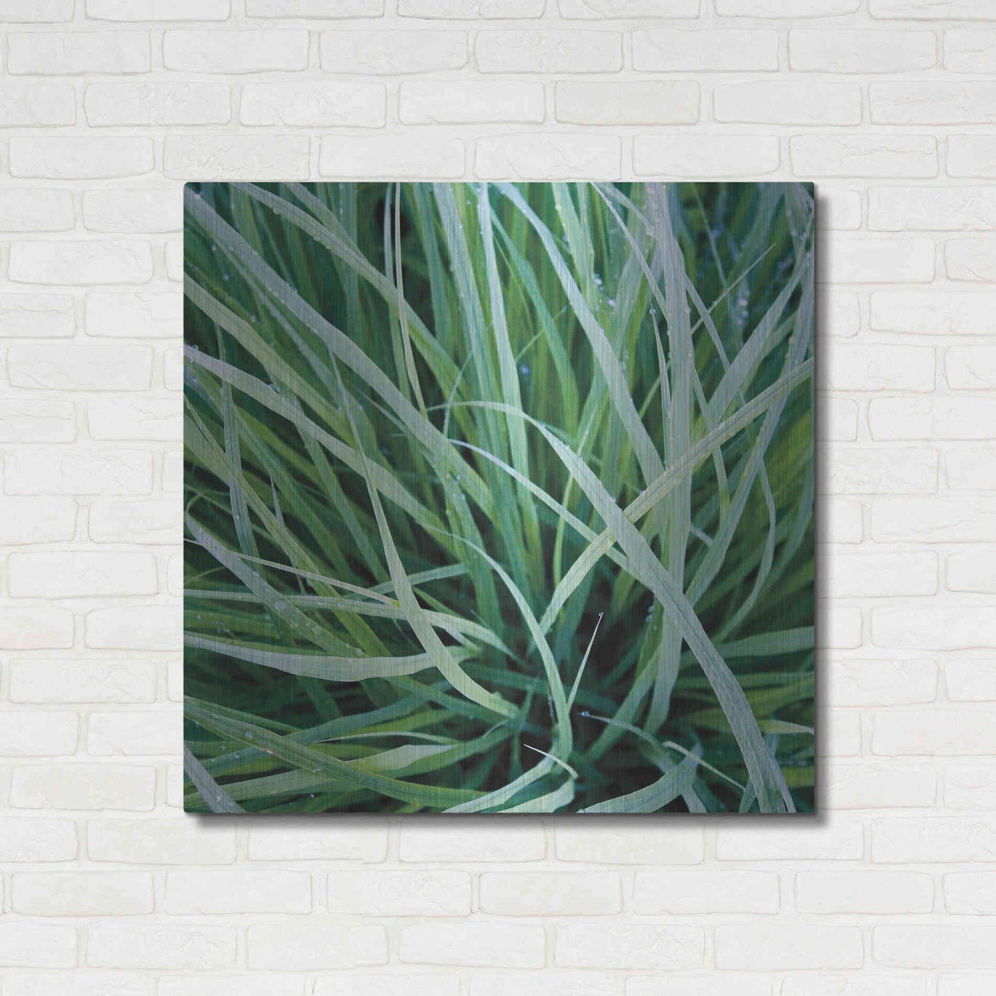 Luxe Metal Art 'Grass with Morning Dew' by Jan Bell Metal Wall Art,36x36