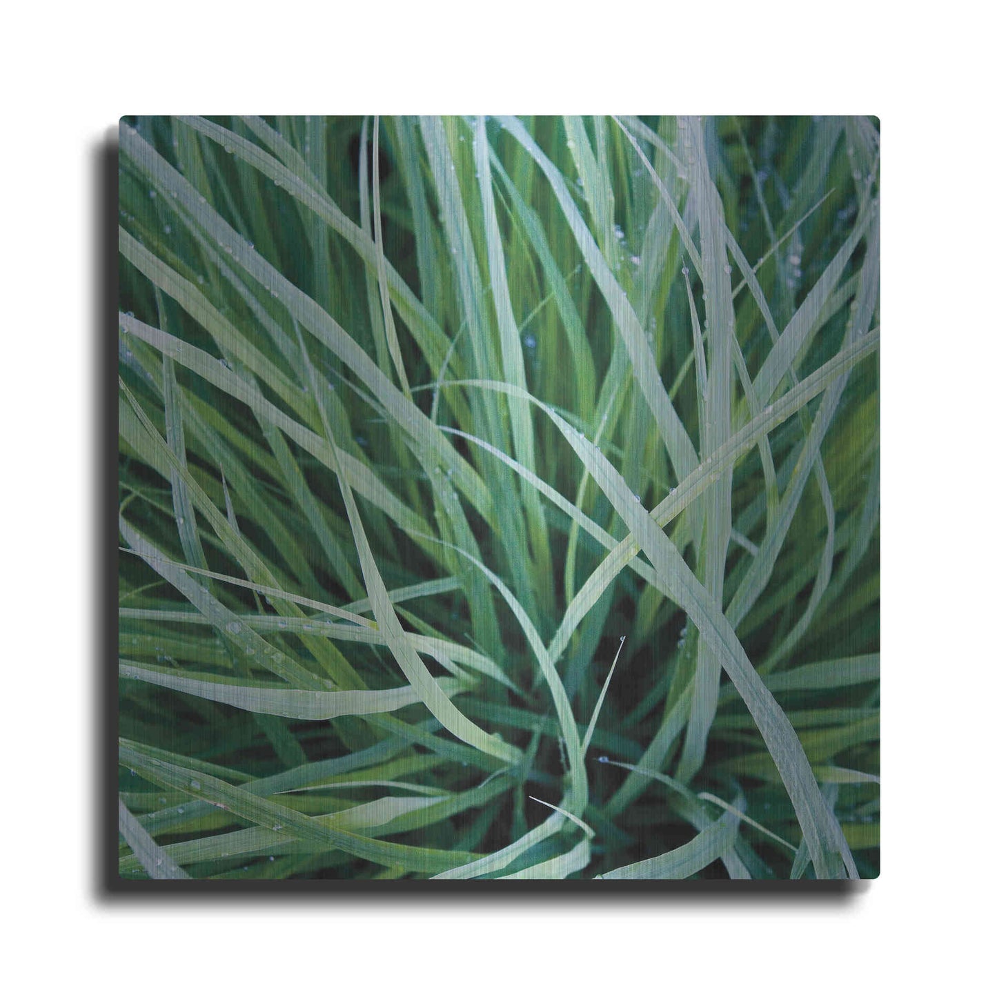 Luxe Metal Art 'Grass with Morning Dew' by Jan Bell Metal Wall Art