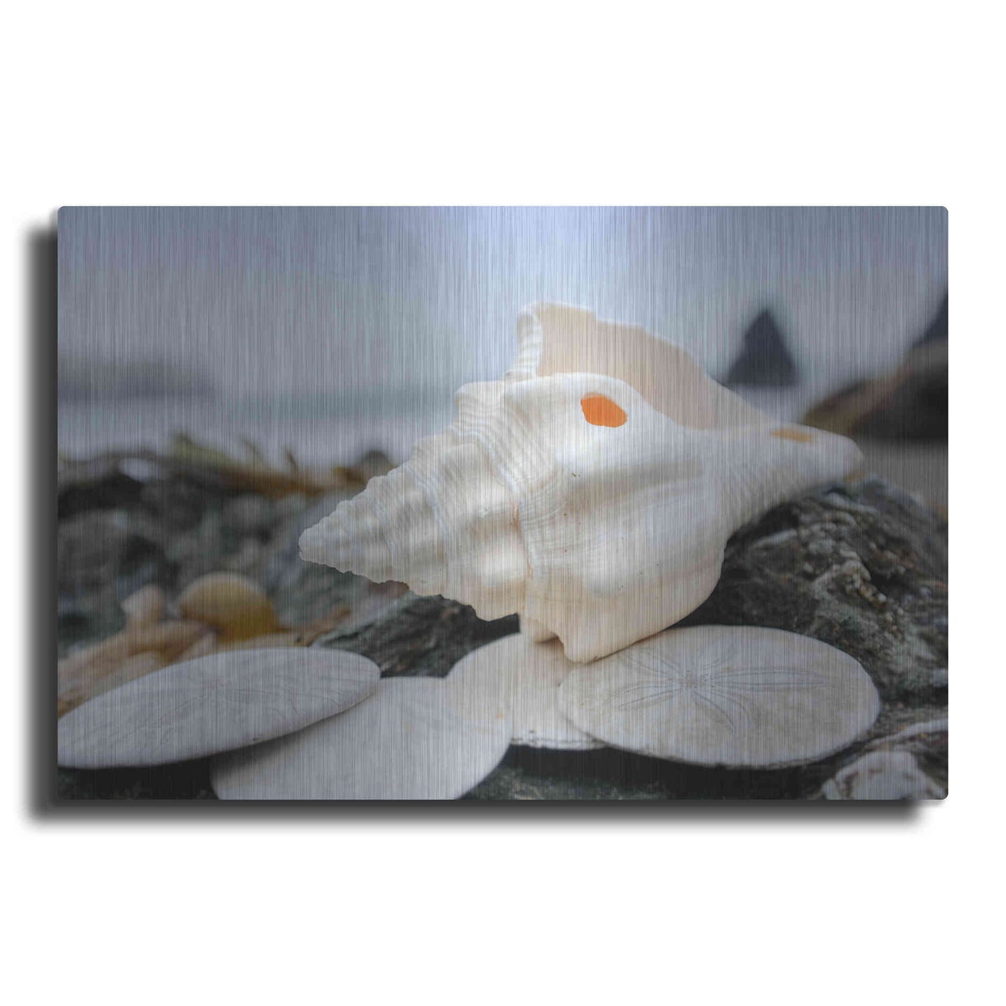 Luxe Metal Art 'Crescent Beach Shells 11' by Alan Blaustein Metal Wall Art