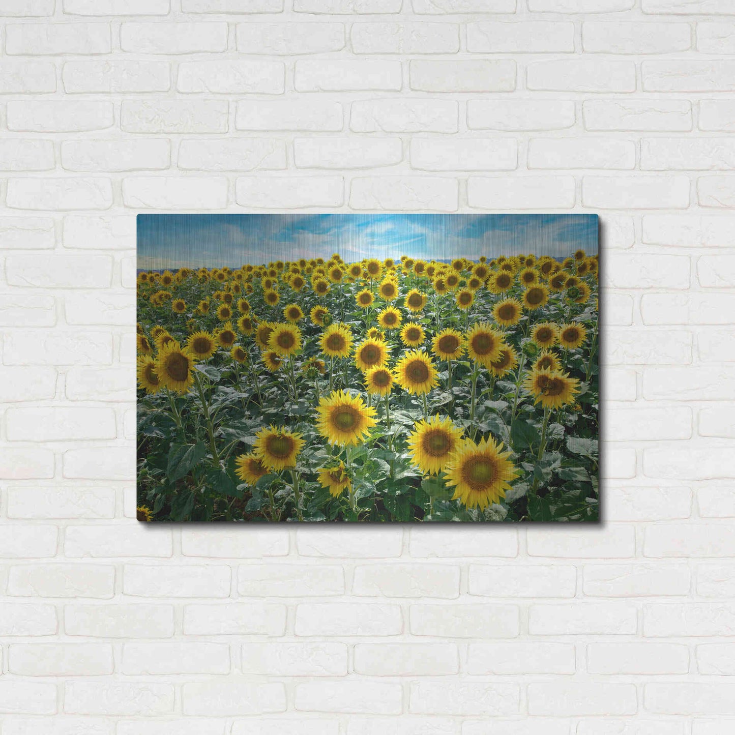 Luxe Metal Art 'Cortona Sunflowers 1' by Alan Blaustein Metal Wall Art,36x24