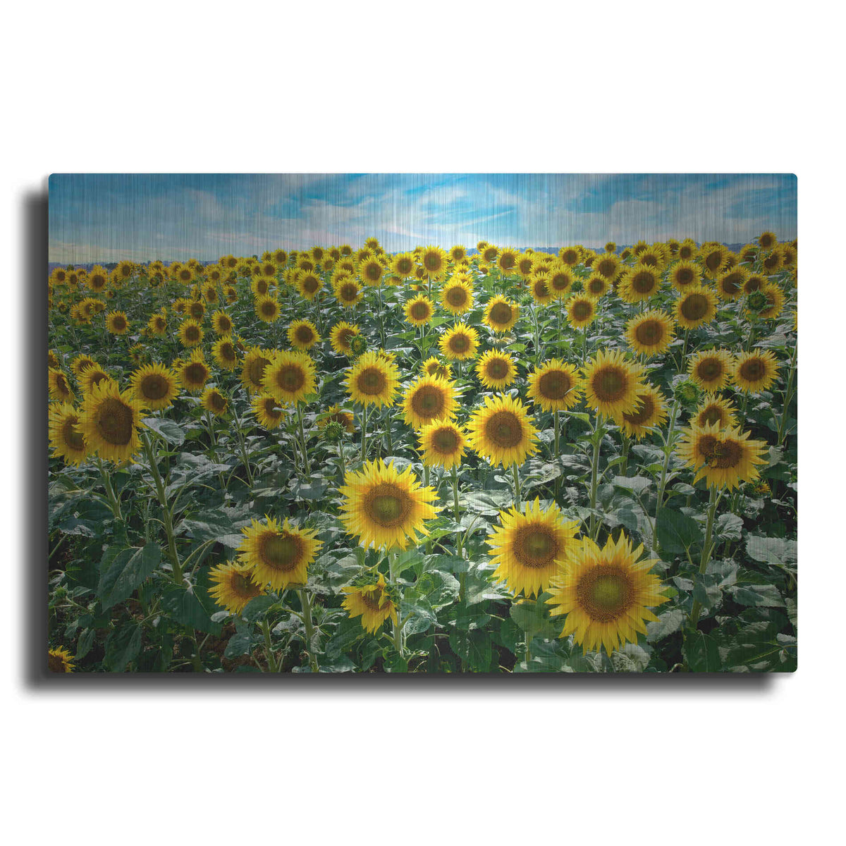 Luxe Metal Art 'Cortona Sunflowers 1' by Alan Blaustein Metal Wall Art