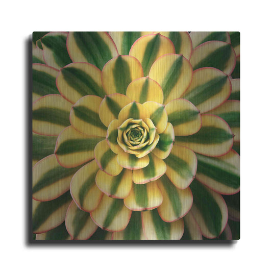 Luxe Metal Art 'Striped Succulent' by Jan Bell Metal Wall Art