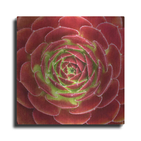 Luxe Metal Art 'Fuzzy Red Succulent' by Jan Bell Metal Wall Art