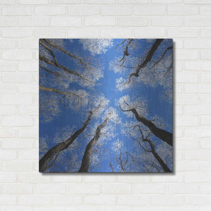 Luxe Metal Art 'Reaching Skyward' by Jan Bell Metal Wall Art,36x36