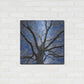 Luxe Metal Art 'Snow Covered Tree' by Jan Bell Metal Wall Art,24x24