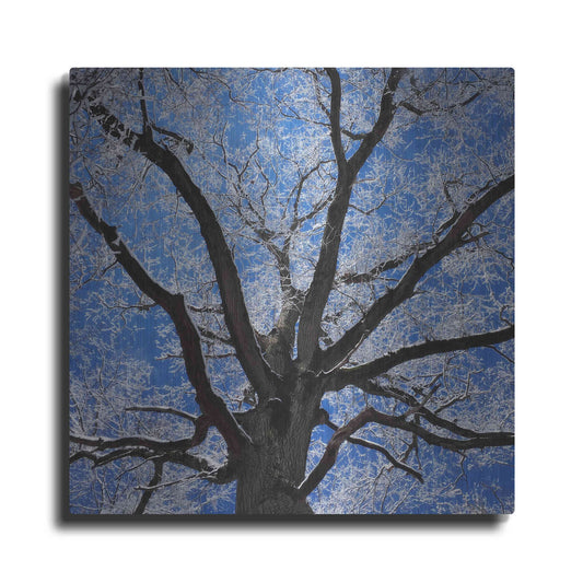 Luxe Metal Art 'Snow Covered Tree' by Jan Bell Metal Wall Art