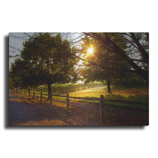 Luxe Metal Art 'Dreamland Vineyard' by Michael Broom Metal Wall Art