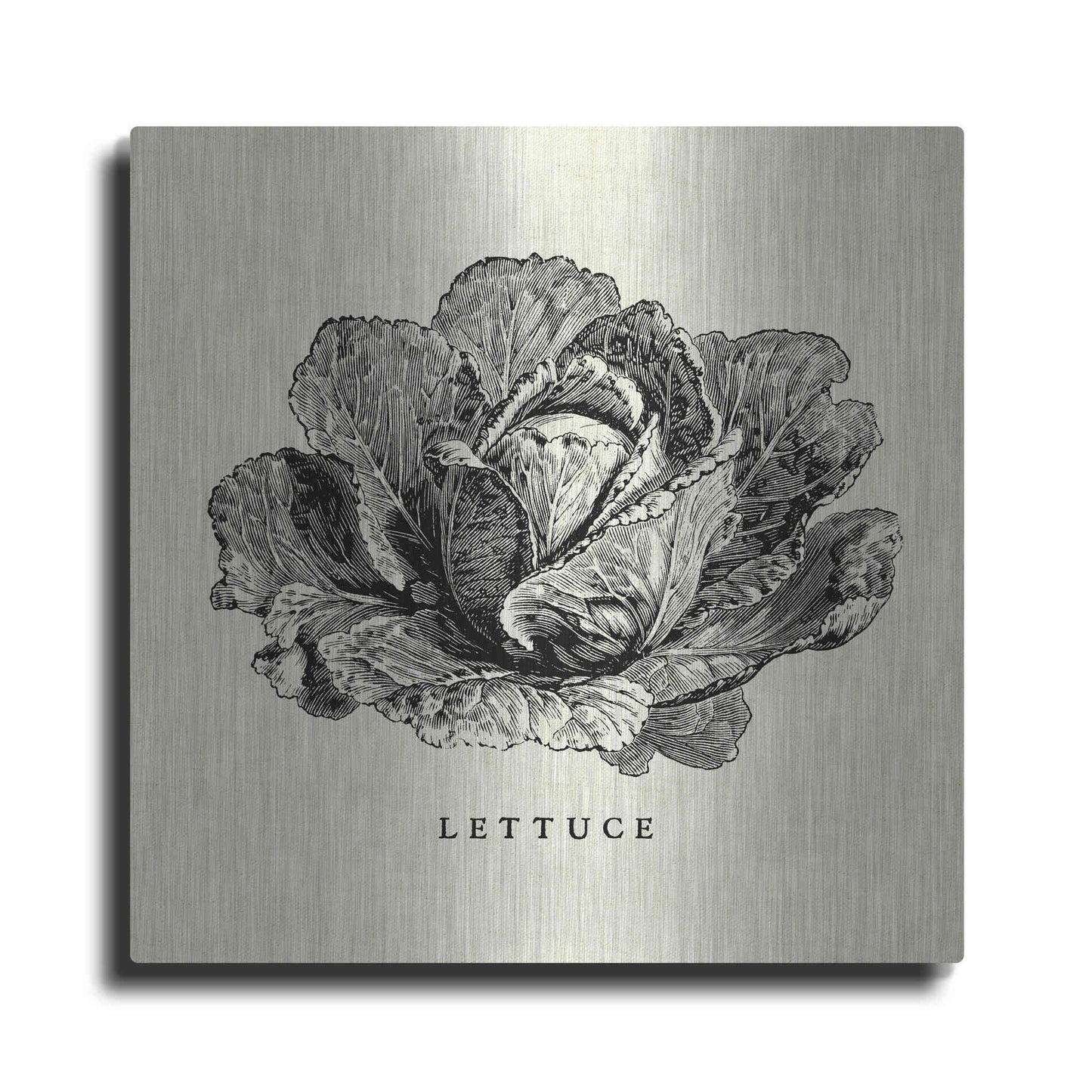 Luxe Metal Art 'Linen Vegetable BW Sketch Lettuce' by Studio Mousseau, Metal Wall Art