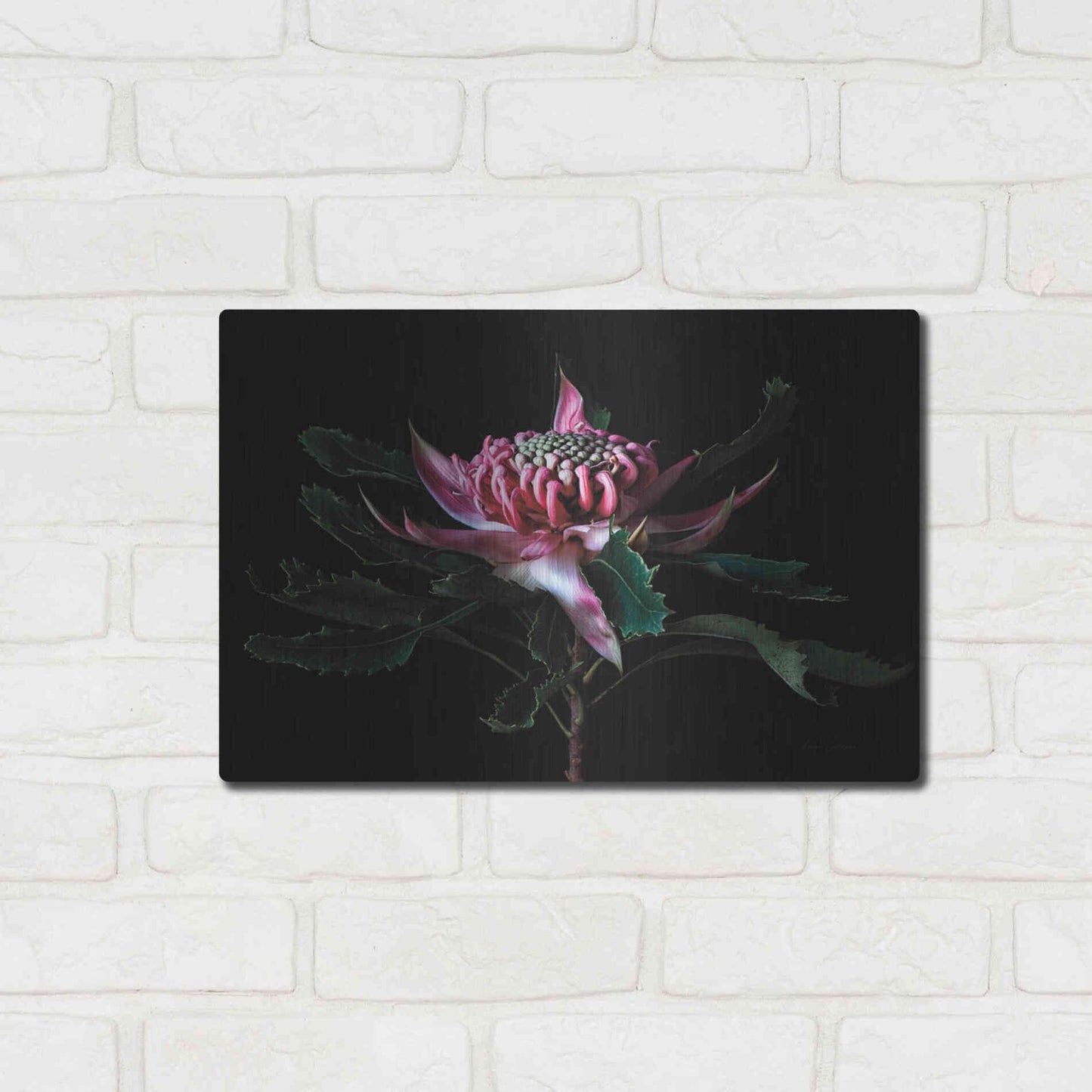 Luxe Metal Art 'Salmon Waratah I' by Elise Catterall, Metal Wall Art,16x12