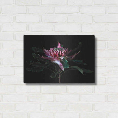 Luxe Metal Art 'Salmon Waratah I' by Elise Catterall, Metal Wall Art,24x16