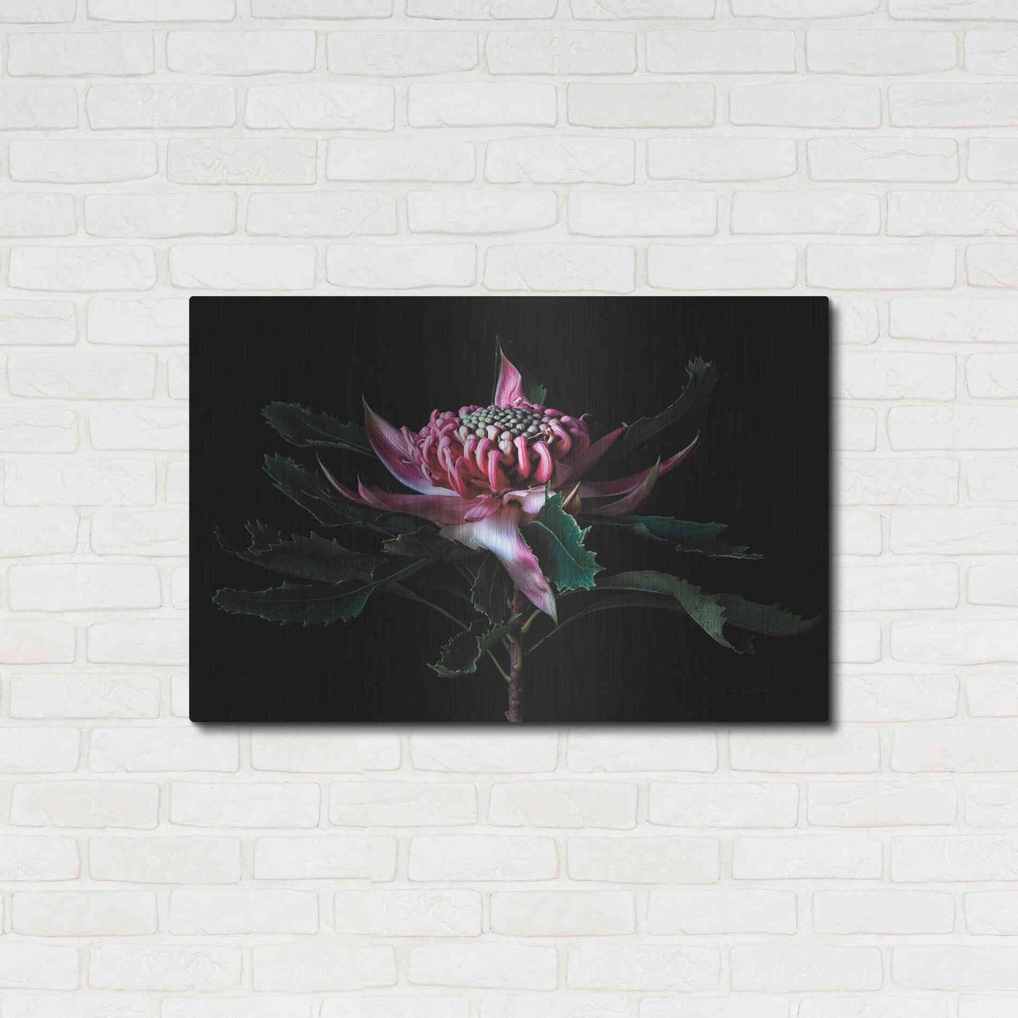 Luxe Metal Art 'Salmon Waratah I' by Elise Catterall, Metal Wall Art,36x24