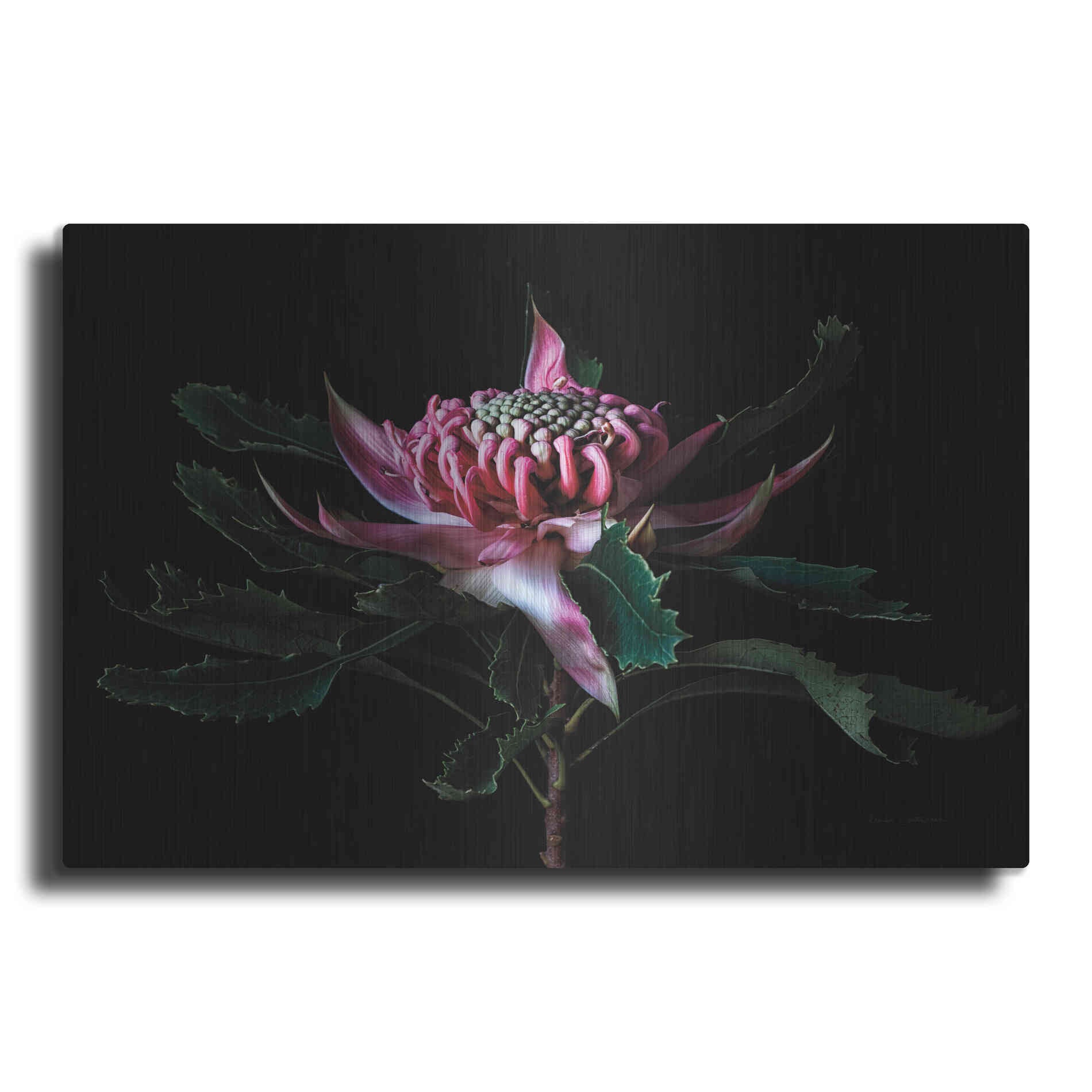 Luxe Metal Art 'Salmon Waratah I' by Elise Catterall, Metal Wall Art