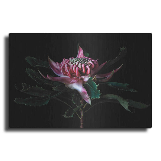 Luxe Metal Art 'Salmon Waratah I' by Elise Catterall, Metal Wall Art