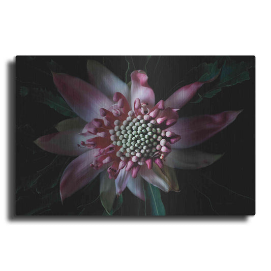 Luxe Metal Art 'Salmon Waratah II' by Elise Catterall, Metal Wall Art