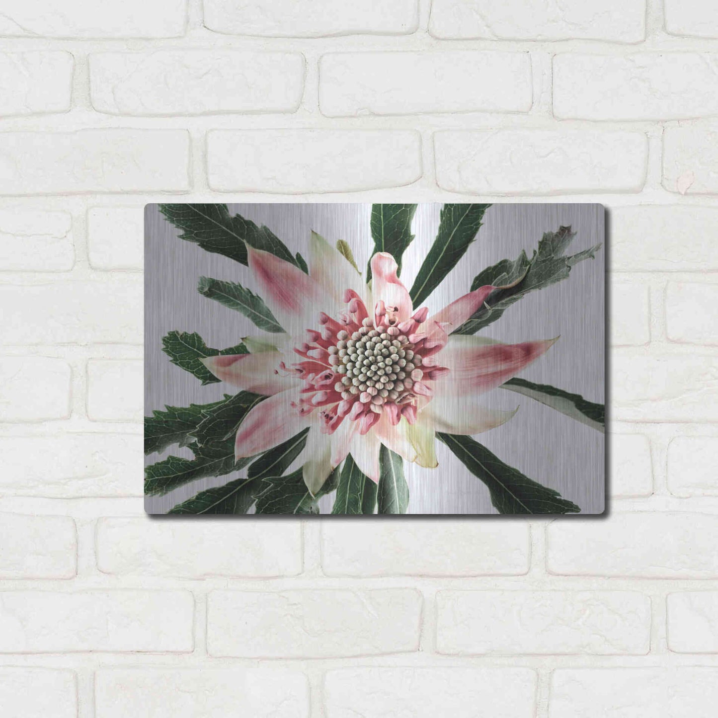 Luxe Metal Art 'Salmon Waratah III' by Elise Catterall, Metal Wall Art,16x12