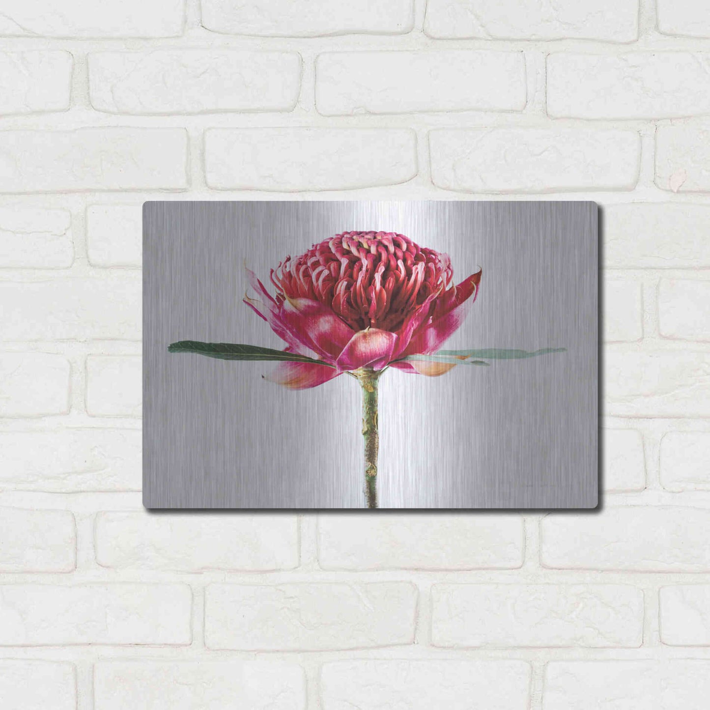 Luxe Metal Art 'Waratah Flower' by Elise Catterall, Metal Wall Art,16x12