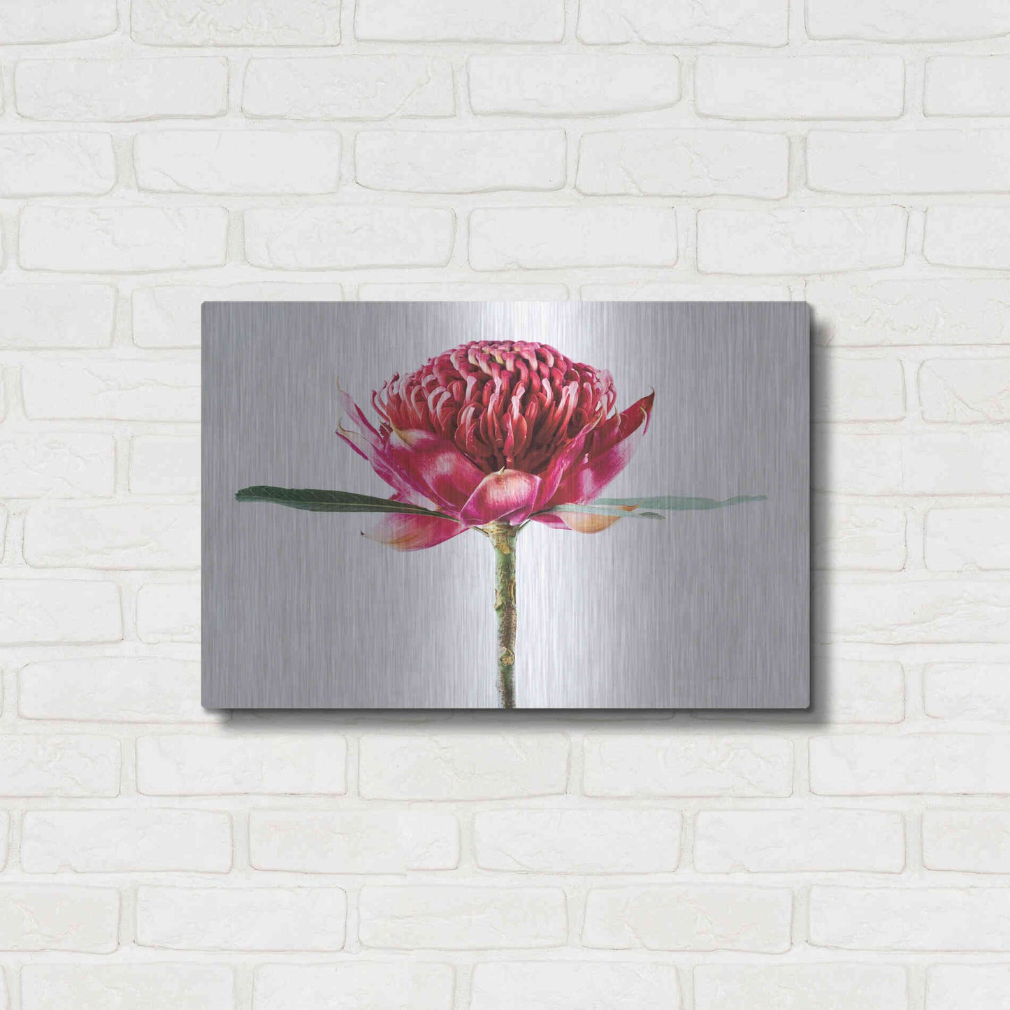 Luxe Metal Art 'Waratah Flower' by Elise Catterall, Metal Wall Art,24x16