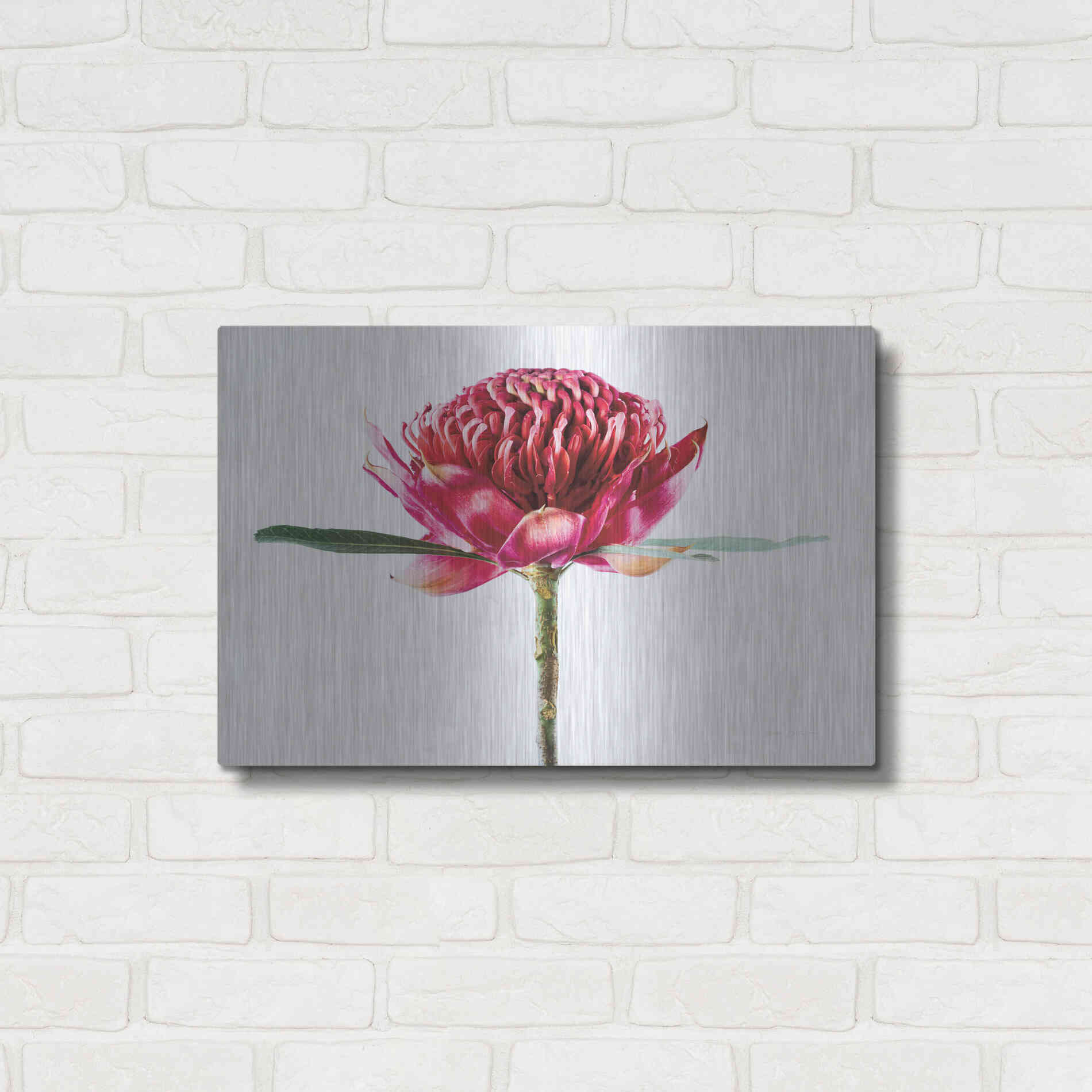 Luxe Metal Art 'Waratah Flower' by Elise Catterall, Metal Wall Art,24x16