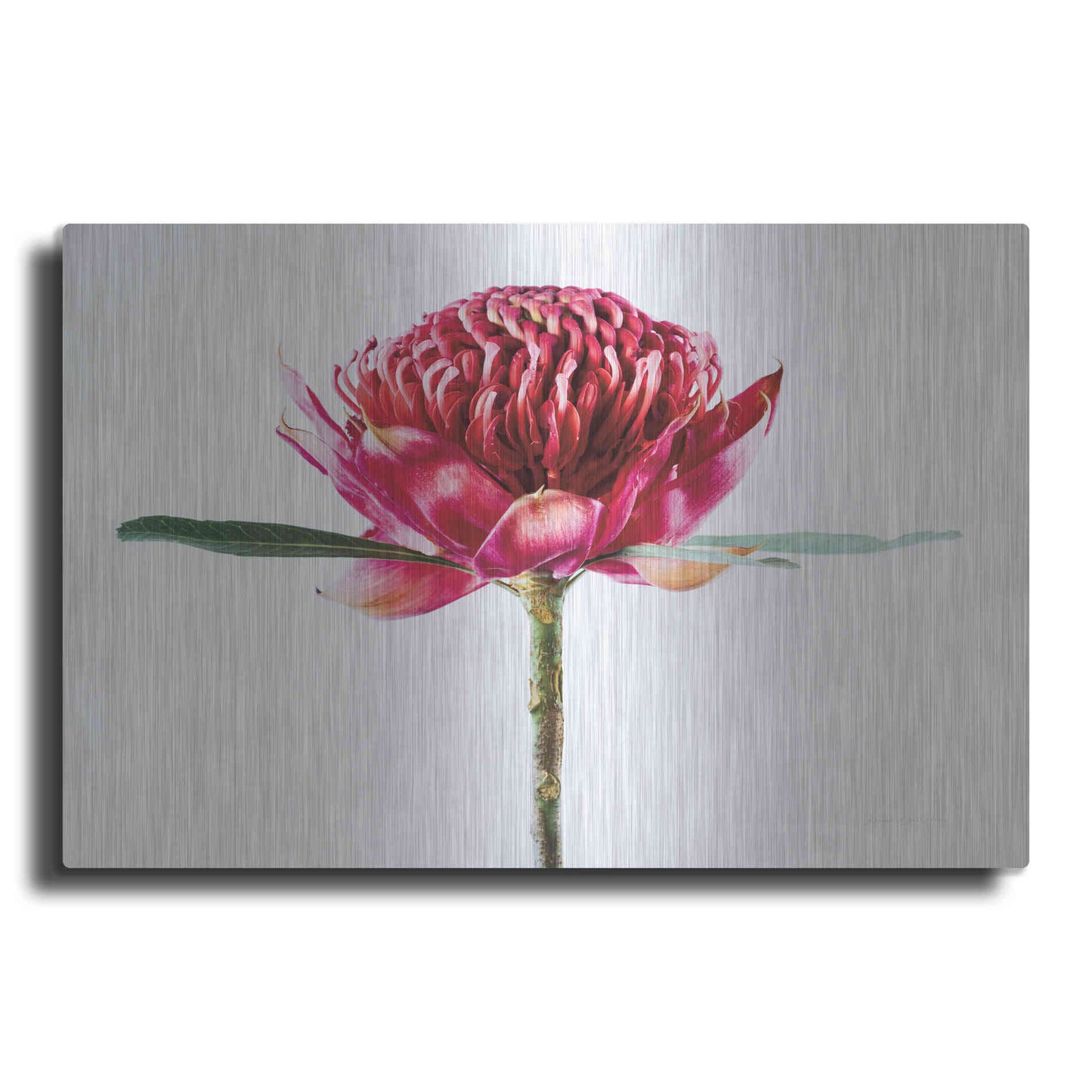 Luxe Metal Art 'Waratah Flower' by Elise Catterall, Metal Wall Art