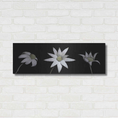 Luxe Metal Art 'Flannel Flower Trio' by Elise Catterall, Metal Wall Art,36x12