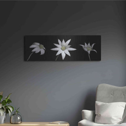 Luxe Metal Art 'Flannel Flower Trio' by Elise Catterall, Metal Wall Art,36x12