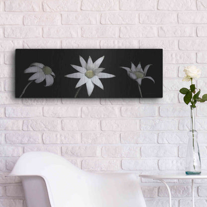 Luxe Metal Art 'Flannel Flower Trio' by Elise Catterall, Metal Wall Art,36x12