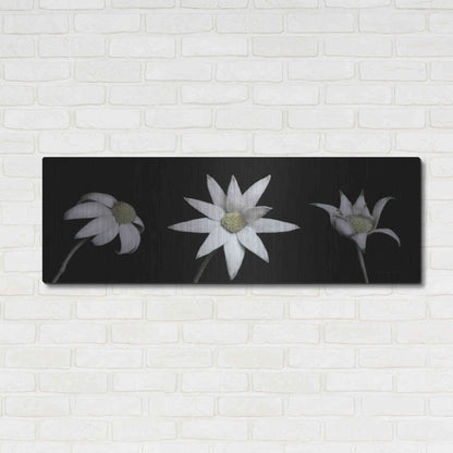 Luxe Metal Art 'Flannel Flower Trio' by Elise Catterall, Metal Wall Art,48x16