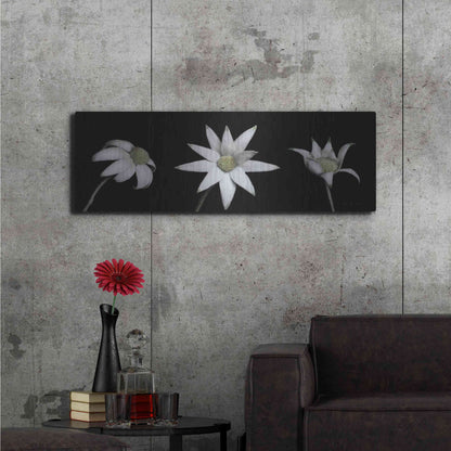 Luxe Metal Art 'Flannel Flower Trio' by Elise Catterall, Metal Wall Art,48x16