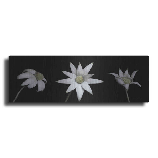 Luxe Metal Art 'Flannel Flower Trio' by Elise Catterall, Metal Wall Art