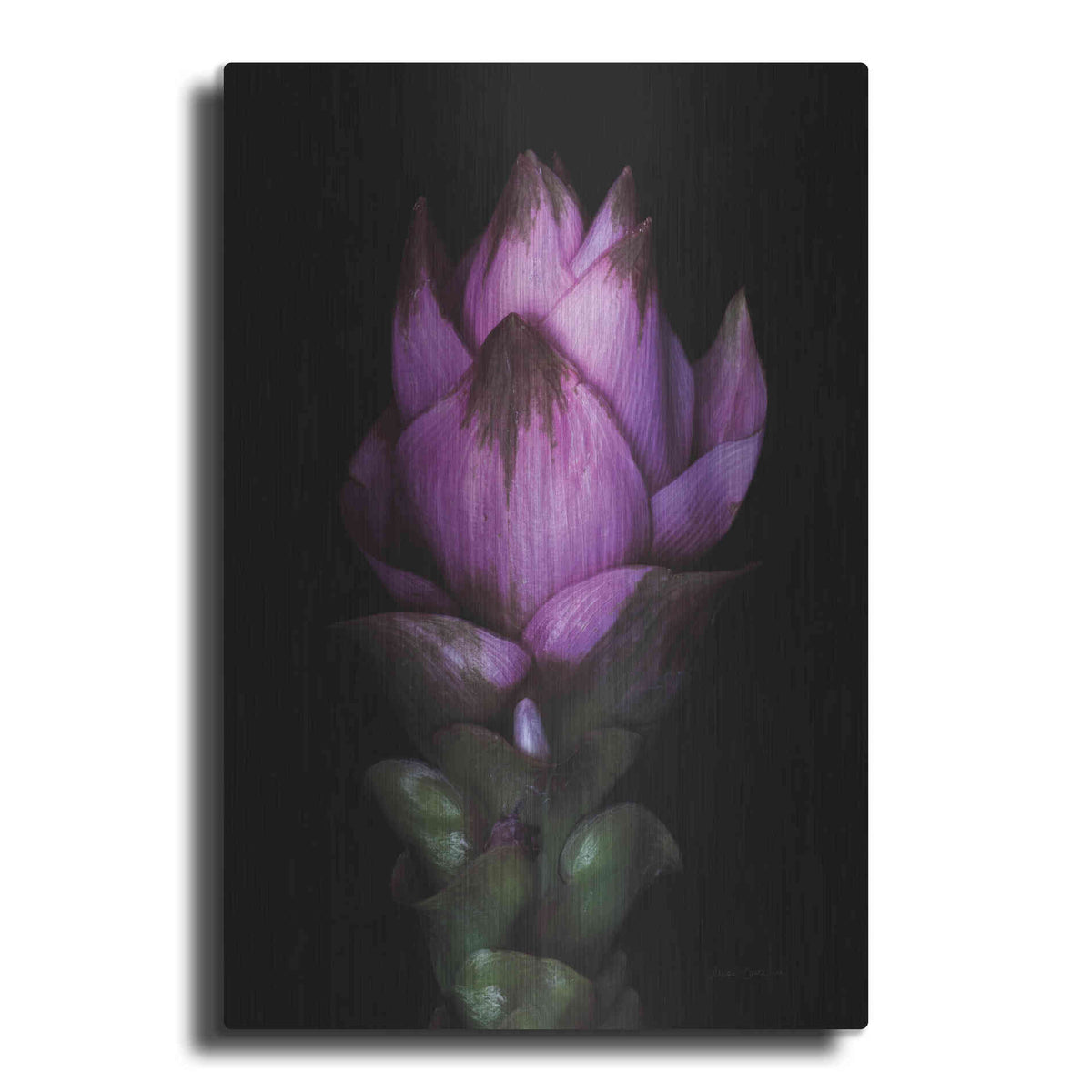 Luxe Metal Art 'Siam Tulip' by Elise Catterall, Metal Wall Art