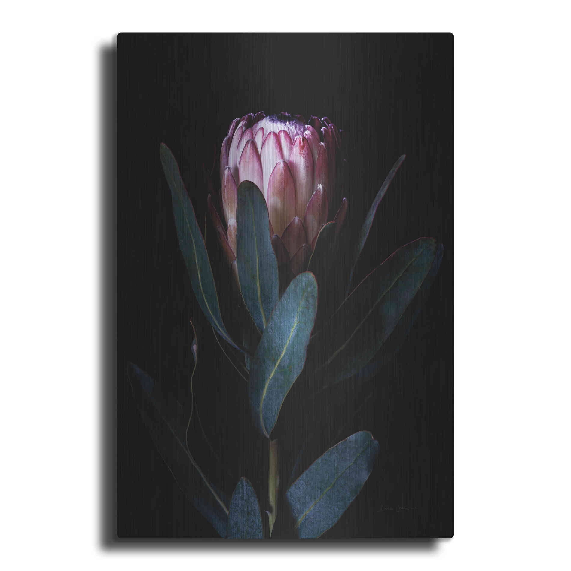 Luxe Metal Art 'Protea Portrait' by Elise Catterall, Metal Wall Art