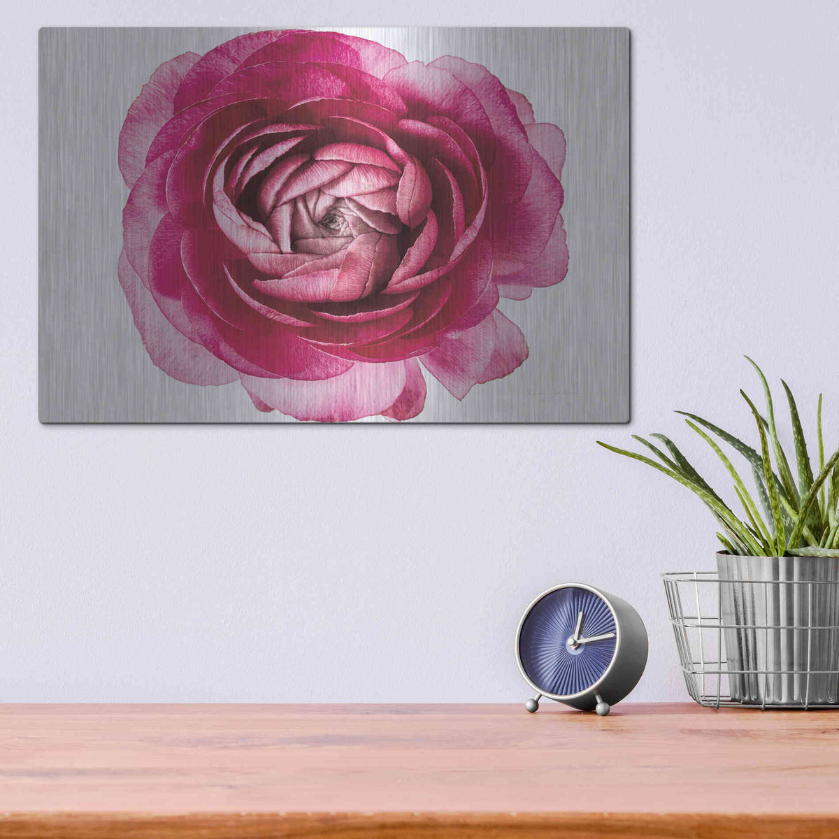 Luxe Metal Art 'Pink Ranunculus on White' by Elise Catterall, Metal Wall Art,16x12
