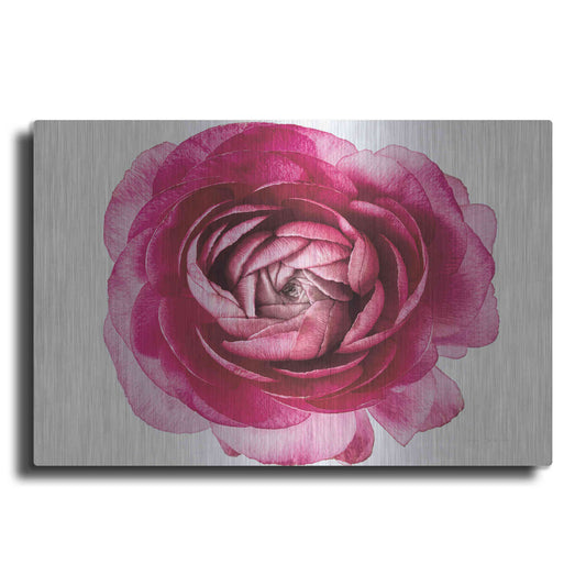 Luxe Metal Art 'Pink Ranunculus on White' by Elise Catterall, Metal Wall Art