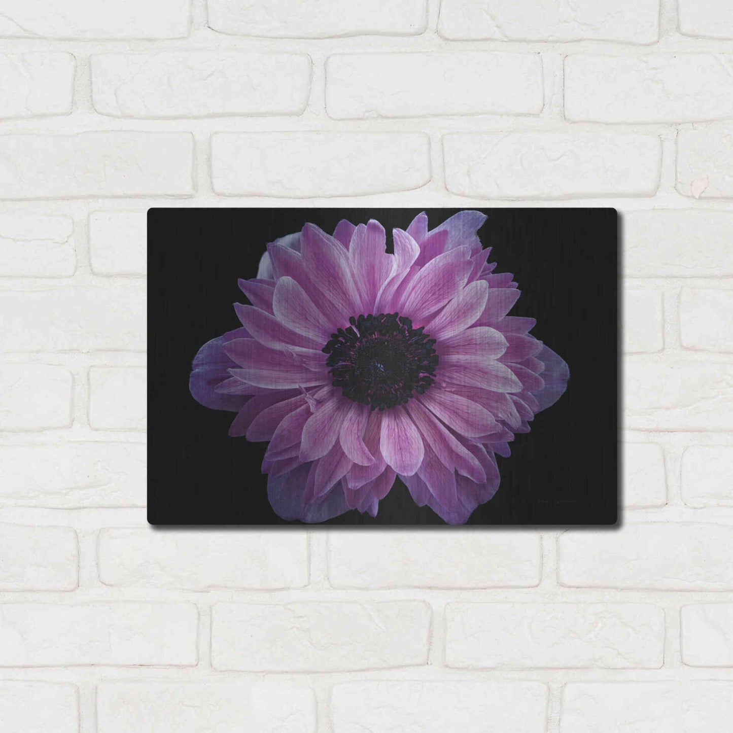 Luxe Metal Art 'Purple Anemone' by Elise Catterall, Metal Wall Art,16x12