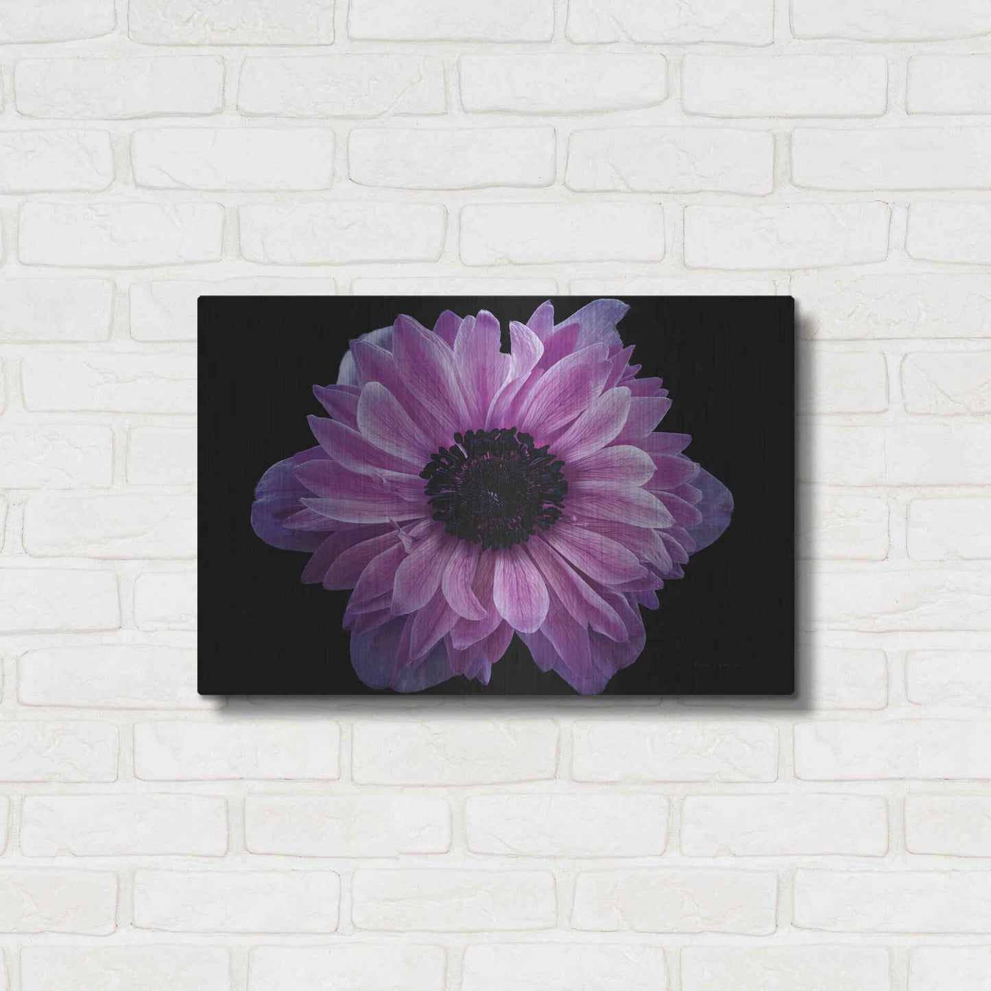 Luxe Metal Art 'Purple Anemone' by Elise Catterall, Metal Wall Art,24x16