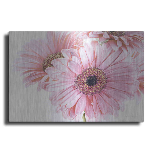 Luxe Metal Art 'Pastel Gerbera Daisies' by Elise Catterall, Metal Wall Art