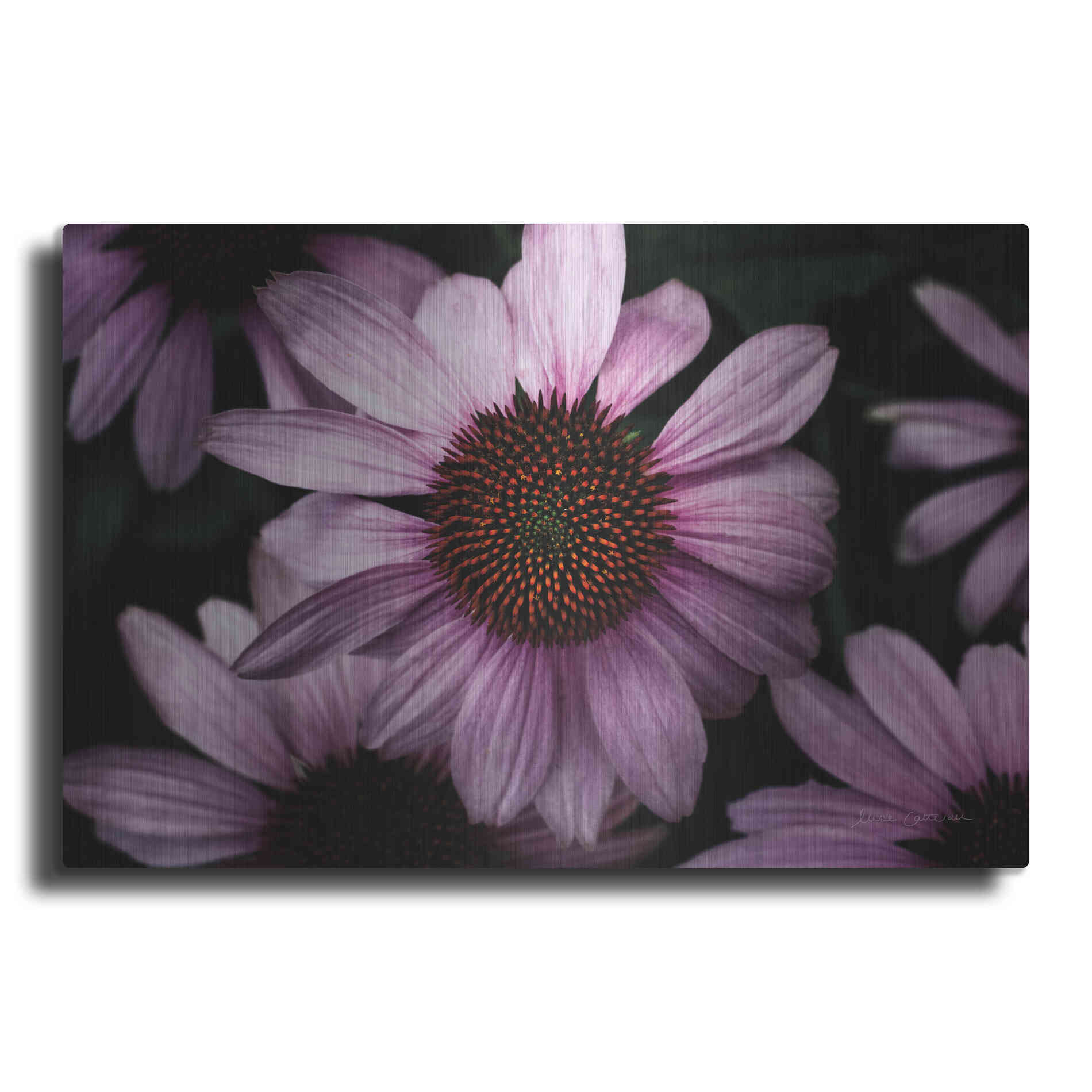 Luxe Metal Art 'Echinacea' by Elise Catterall, Metal Wall Art