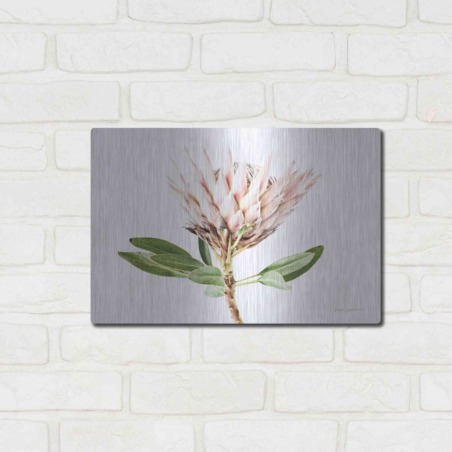 Luxe Metal Art 'Pastel Protea II' by Elise Catterall, Metal Wall Art,16x12